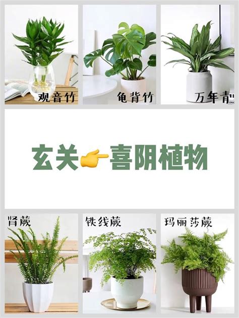 盆栽植物推薦|室內盆栽推薦：9 種裝點居家空間的植物選擇 